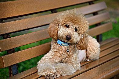 《暗黑破坏神4》再爆复制Bug 交易系统已被禁用